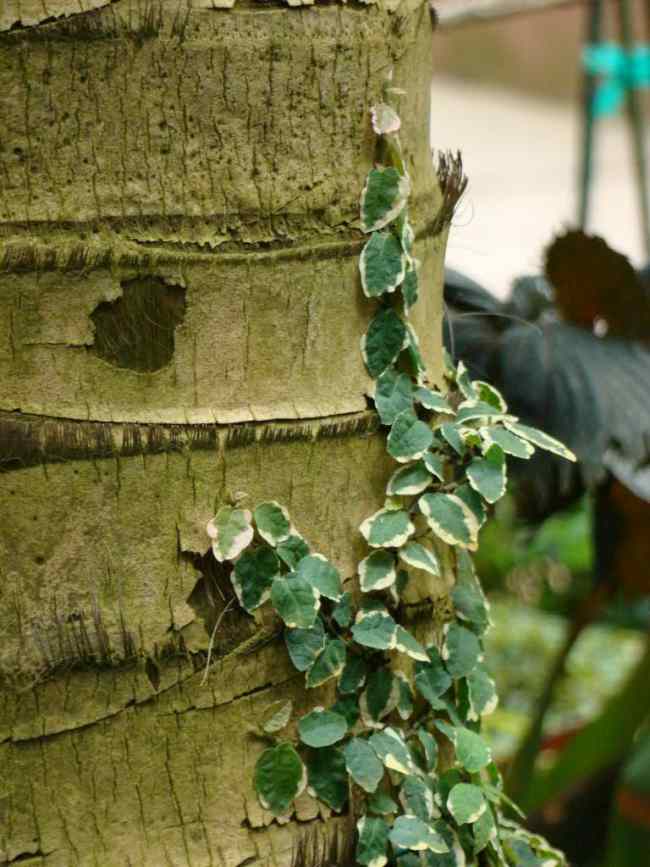 Cuidados del Ficus Pumila o Enamorada del Muro 